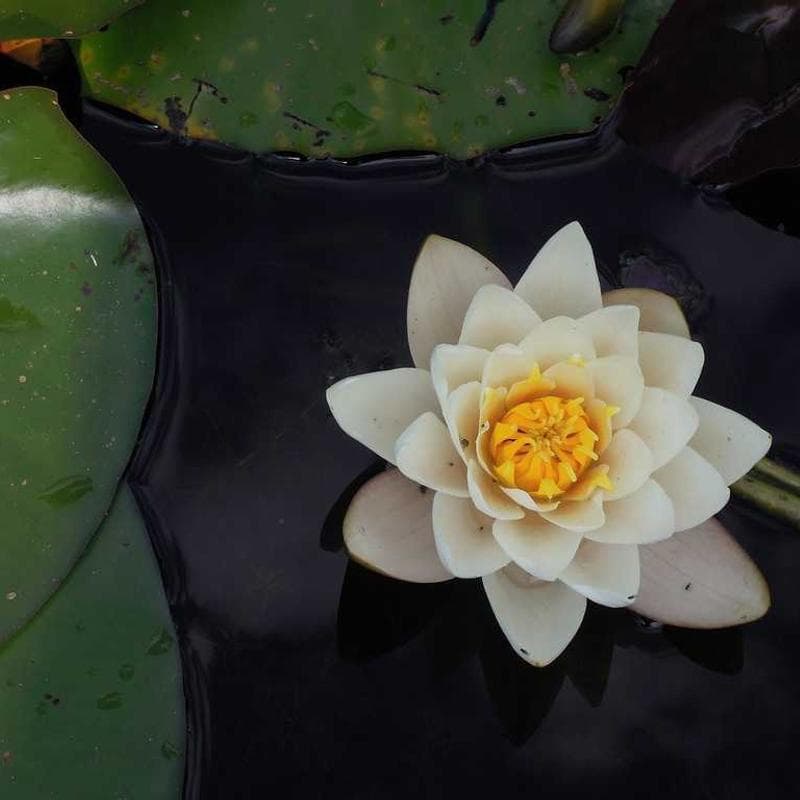 Wooden Bookshelf - 5 Shelf — main photo