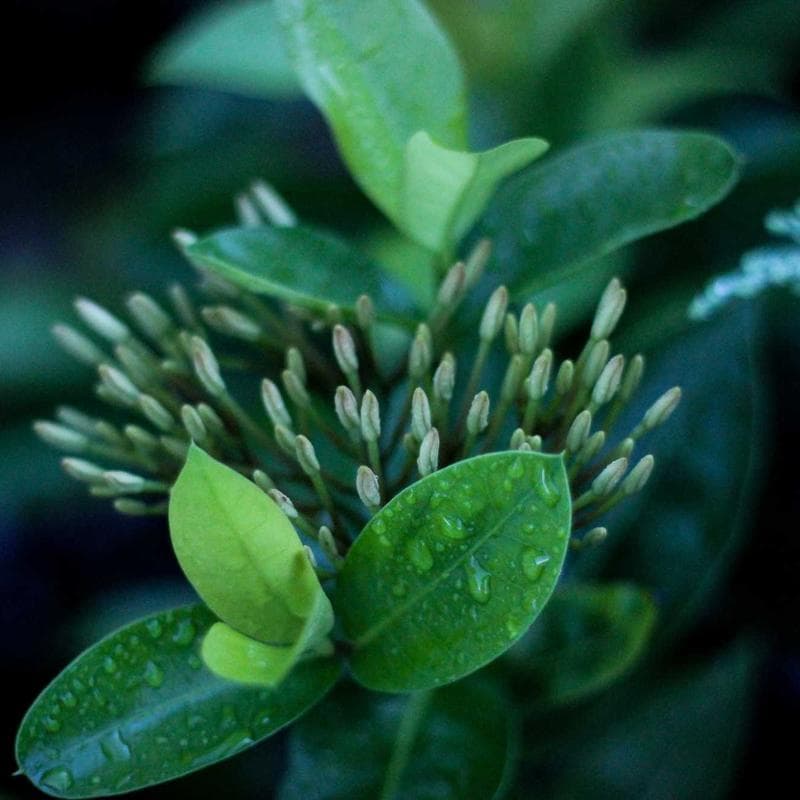 Wooden Bookshelf - 5 Shelf photo 2