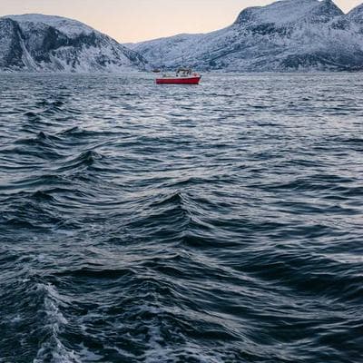 Large Dog Crate - Like New