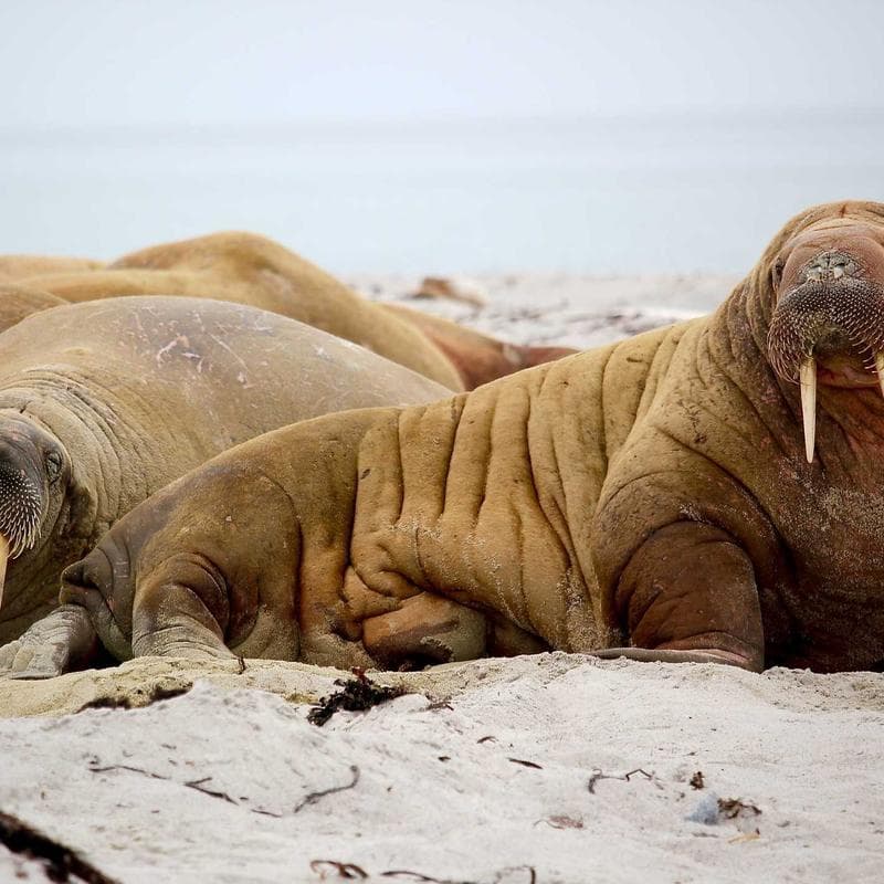 Vintage KitchenAid Stand Mixer - Red photo 3