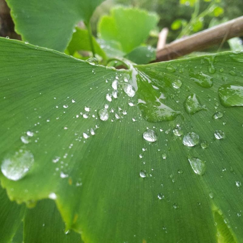 Retro Rotary Phone - Avocado Green — main photo