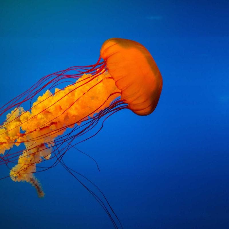 Vintage Saarinen-Style Tulip Table photo 3